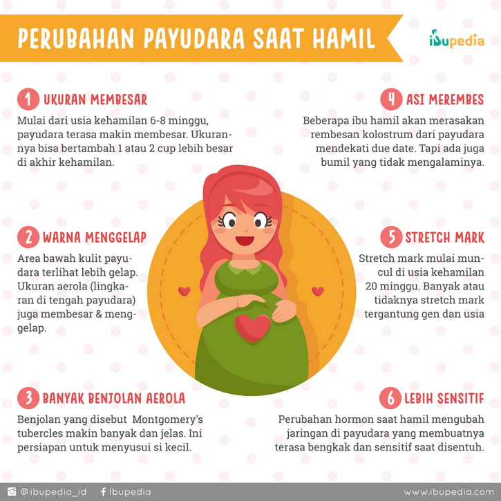 Perubahan Payudara Saat Hamil Infografis Ibupedia